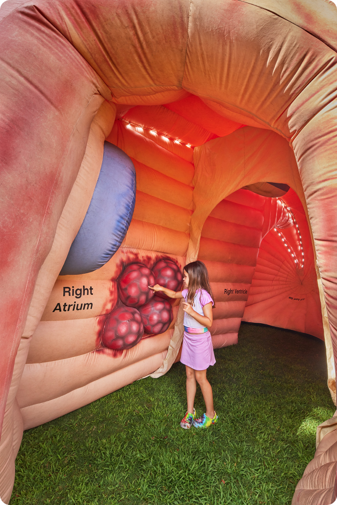 Visitors tour the inside of the giant, inflatable heart. Meet Mega Heart.